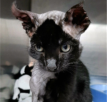 Kitten injured by hiding in a car engine