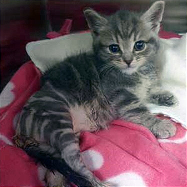 Grey tabby rescue kitten