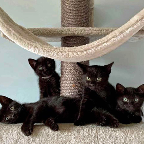 Black kittens on a scratching tower