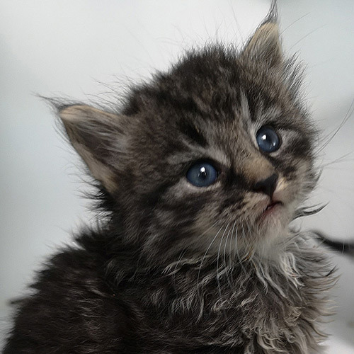 Tabby kitten with blue eyes