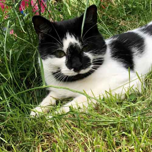 Black-and-white cat sitting in grass