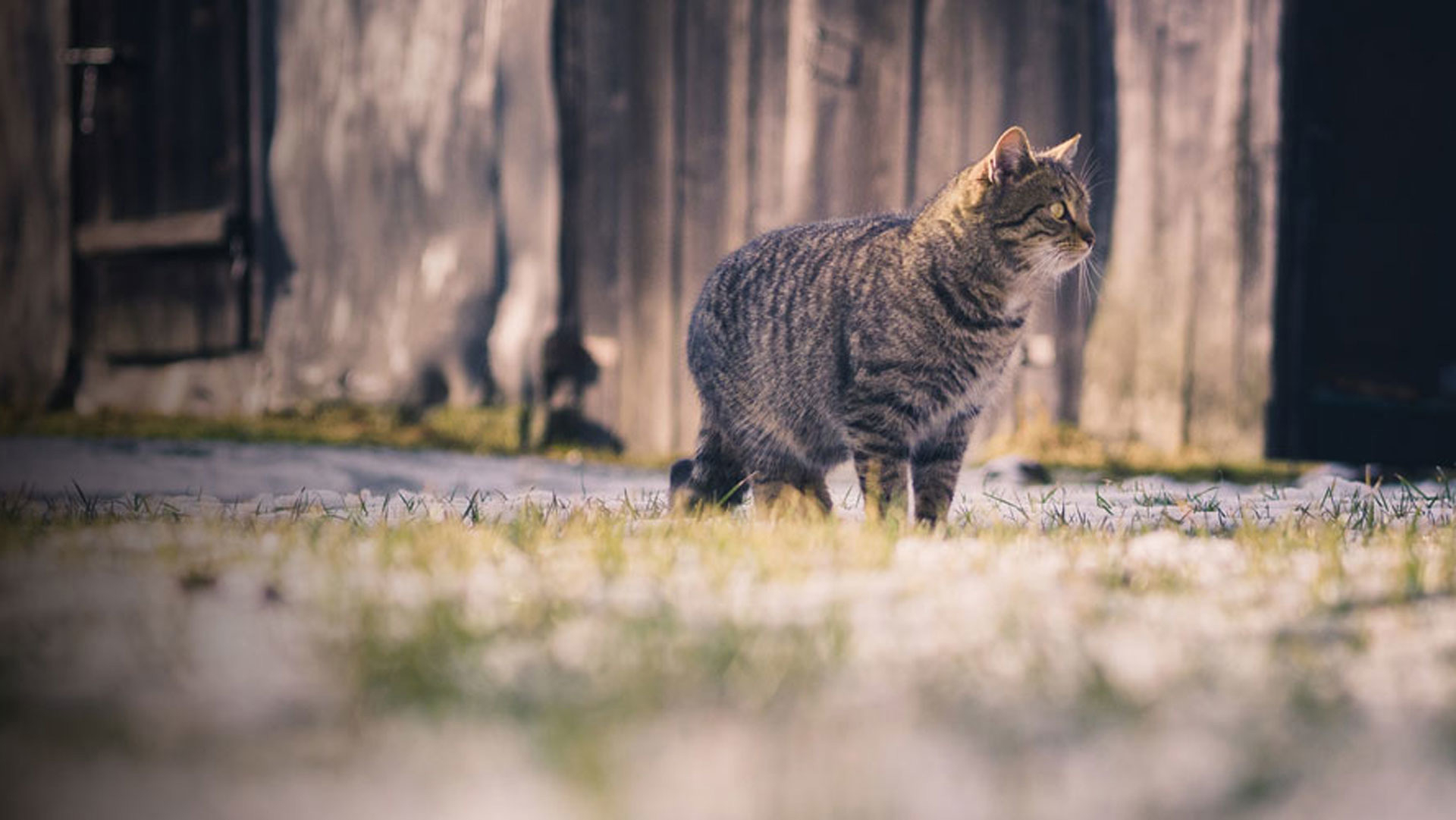 Would you know what to do with a lost cat? New findings suggest no