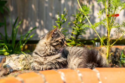 longhaired brown tabby cat sitting in flower bed outdoors
