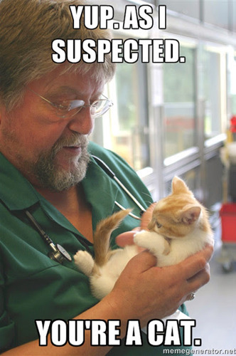 male vet holding white and ginger kitten meme