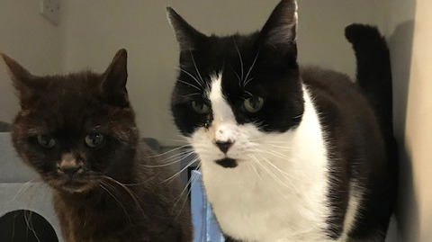 black cat and black-and-white cat in Cats Protection adoption centre pen
