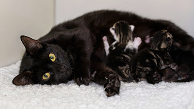 black cat with litter of kittens feeding
