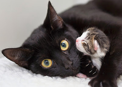 black cat with tabby and white kitten by face
