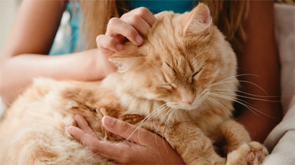 ginger cat being stroked by woman's hand