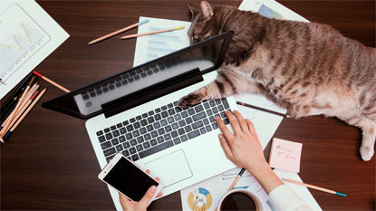 tabby cat lying on desk next to laptop