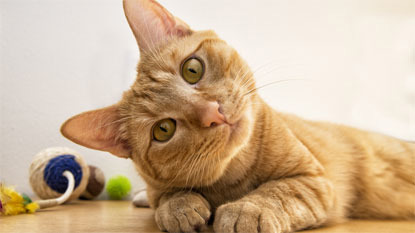 ginger cat next to toy