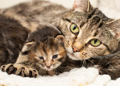 Tabby mum cat with paw over tabby kitten