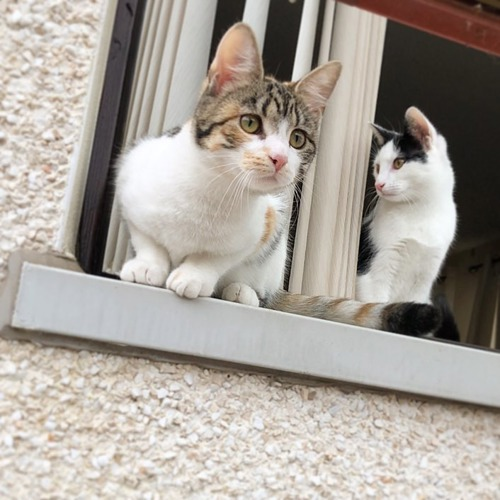 a tabby-and-white and a black-and-white cat sitting on a windowsill