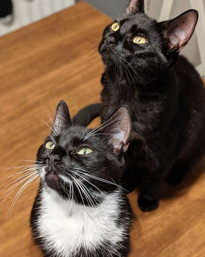 two black cats sitting on hardwood floor