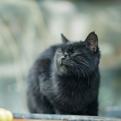 black cat blinking