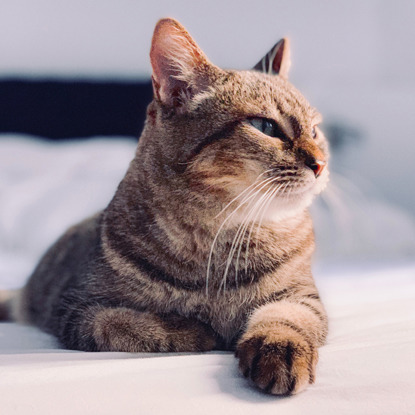 tabby cat lying on bed looking away