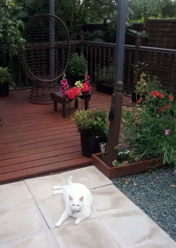 white cat lying on paving slabs in garden