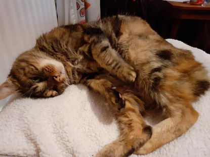 torbie cat lying on fleece blanket