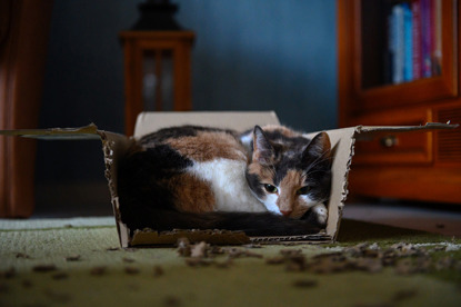 ginger, white and grey cat in a cardboard box
