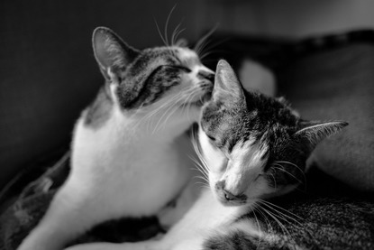 two tabby and white cats grooming each other