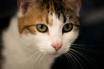 close up of tabby and white cat's face