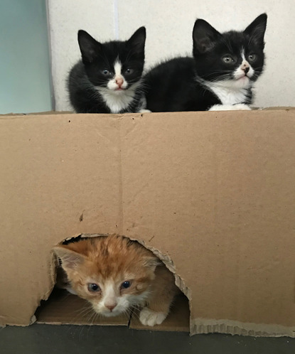 two black and white kittens on cardboard box with ginger kitten inside box