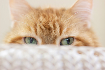 ginger cat peeking over the top of a cushion
