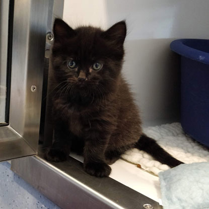 black kitten in adoption centre cat pen
