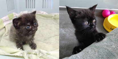 collage of 3 week old black kitten and 7 week old black kitten