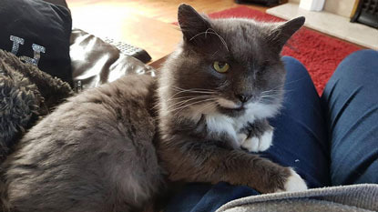 grey and white cat with one eye sitting on lap