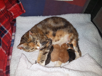 tabby cat with litter of kittens feeding