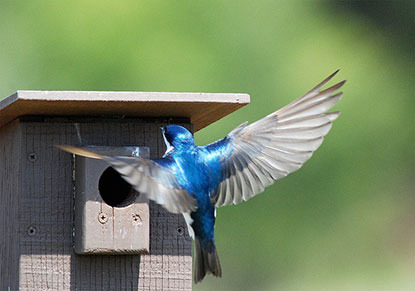 blue bird flying into garden bird box