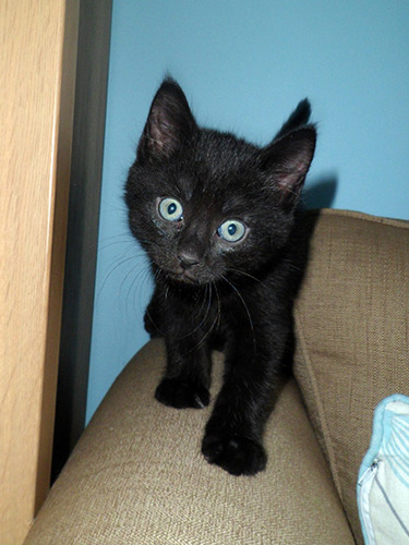 black kitten on arm of sofa