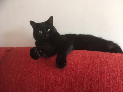 black cat on back of red sofa