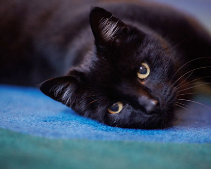black cat on blue carpet