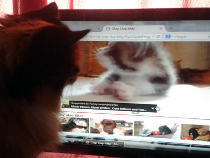cat watching cat videos online