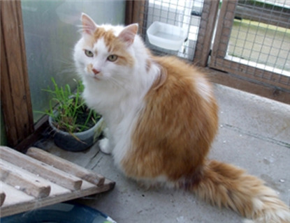 longhaired ginger and white cat sitting in cat pen