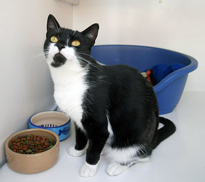 black and white cat in adoption centre pen