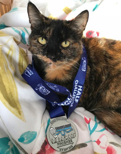 tortoiseshell cat wearing Thames Path Challenge race medal