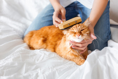 ginger cat having their hair brushed by a person