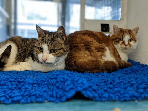 tabby cat and ginger cat in rescue centre pen