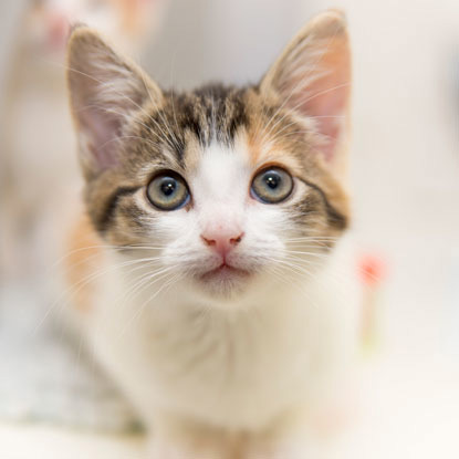 a tabby and white kitten looking up