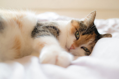 tabby, ginger and white cat lying on bed