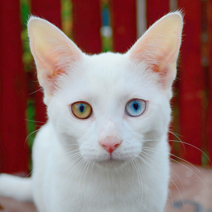 white cat with blue and yellow eyes