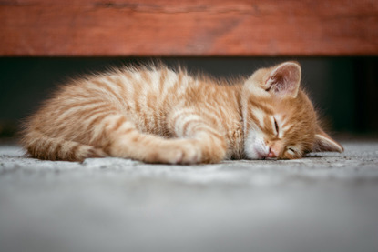 ginger kitten asleep on carpet