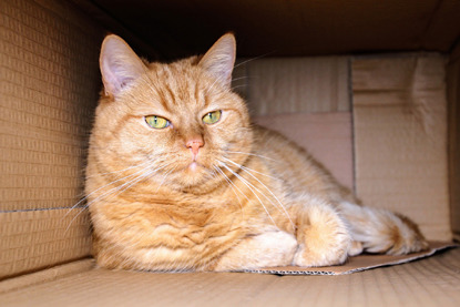 ginger cat lying in a cardboard box