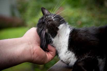 black and white cat having ear scratched