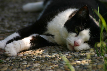 black and white cat lying in shade outdoors