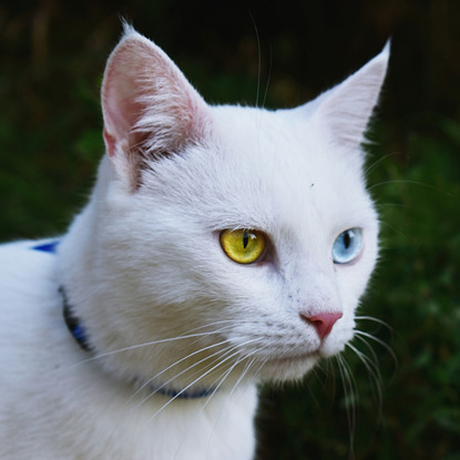 white cat with different coloured eyes – heterochromia
