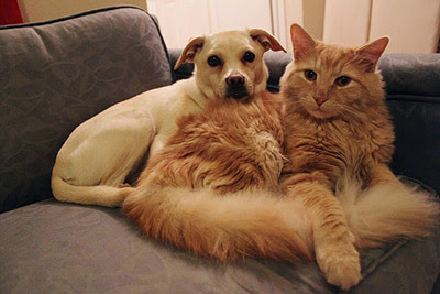 fawn dog and ginger cat on chair together