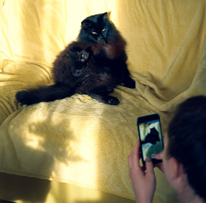 person filming longhaired black cat on yellow sofa with smartphone